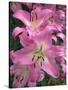 Pink Day lily flower showing pistil and stamens in garden, UK-Ernie Janes-Stretched Canvas