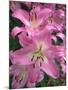 Pink Day lily flower showing pistil and stamens in garden, UK-Ernie Janes-Mounted Photographic Print