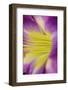 Pink daylily-Anna Miller-Framed Photographic Print