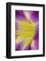 Pink daylily-Anna Miller-Framed Photographic Print