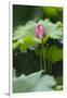 Pink delicate lotus in a pond, Suzhou, Jiangsu Province, China-Keren Su-Framed Photographic Print