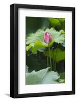 Pink delicate lotus in a pond, Suzhou, Jiangsu Province, China-Keren Su-Framed Photographic Print