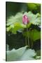 Pink delicate lotus in a pond, Suzhou, Jiangsu Province, China-Keren Su-Stretched Canvas