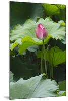 Pink delicate lotus in a pond, Suzhou, Jiangsu Province, China-Keren Su-Mounted Premium Photographic Print