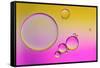 Pink Delight In Yellow-Heidi Westum-Framed Stretched Canvas