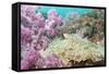 Pink Dendronephthya, Soft Coral, and Anemonefish, Southern Thailand, Andaman Sea, Indian Ocean-Andrew Stewart-Framed Stretched Canvas