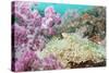 Pink Dendronephthya, Soft Coral, and Anemonefish, Southern Thailand, Andaman Sea, Indian Ocean-Andrew Stewart-Stretched Canvas