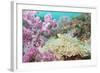 Pink Dendronephthya, Soft Coral, and Anemonefish, Southern Thailand, Andaman Sea, Indian Ocean-Andrew Stewart-Framed Photographic Print