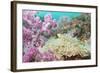 Pink Dendronephthya, Soft Coral, and Anemonefish, Southern Thailand, Andaman Sea, Indian Ocean-Andrew Stewart-Framed Photographic Print