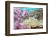 Pink Dendronephthya, Soft Coral, and Anemonefish, Southern Thailand, Andaman Sea, Indian Ocean-Andrew Stewart-Framed Photographic Print