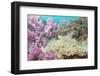 Pink Dendronephthya, Soft Coral, and Anemonefish, Southern Thailand, Andaman Sea, Indian Ocean-Andrew Stewart-Framed Photographic Print