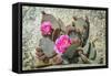 Pink Desert Flower-Janice Sullivan-Framed Stretched Canvas