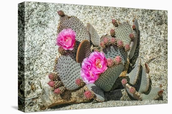 Pink Desert Flower-Janice Sullivan-Stretched Canvas