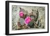 Pink Desert Flower-Janice Sullivan-Framed Giclee Print