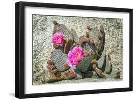 Pink Desert Flower-Janice Sullivan-Framed Giclee Print