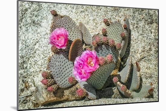 Pink Desert Flower-Janice Sullivan-Mounted Giclee Print