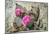 Pink Desert Flower-Janice Sullivan-Mounted Giclee Print