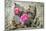 Pink Desert Flower-Janice Sullivan-Mounted Giclee Print