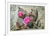 Pink Desert Flower-Janice Sullivan-Framed Giclee Print