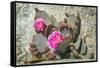 Pink Desert Flower-Janice Sullivan-Framed Stretched Canvas