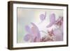 Pink Diamond II-Kathy Mahan-Framed Photographic Print