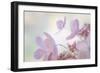 Pink Diamond II-Kathy Mahan-Framed Photographic Print