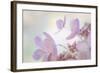 Pink Diamond II-Kathy Mahan-Framed Photographic Print