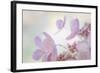 Pink Diamond II-Kathy Mahan-Framed Photographic Print