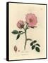 Pink Dog Rose with Rosehip, Rosa Canina-James Sowerby-Framed Stretched Canvas