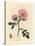 Pink Dog Rose with Rosehip, Rosa Canina-James Sowerby-Stretched Canvas