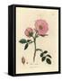 Pink Dog Rose with Rosehip, Rosa Canina-James Sowerby-Framed Stretched Canvas