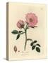 Pink Dog Rose with Rosehip, Rosa Canina-James Sowerby-Stretched Canvas