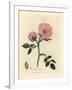 Pink Dog Rose with Rosehip, Rosa Canina-James Sowerby-Framed Giclee Print