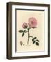 Pink Dog Rose with Rosehip, Rosa Canina-James Sowerby-Framed Giclee Print