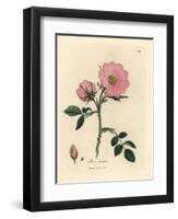 Pink Dog Rose with Rosehip, Rosa Canina-James Sowerby-Framed Giclee Print