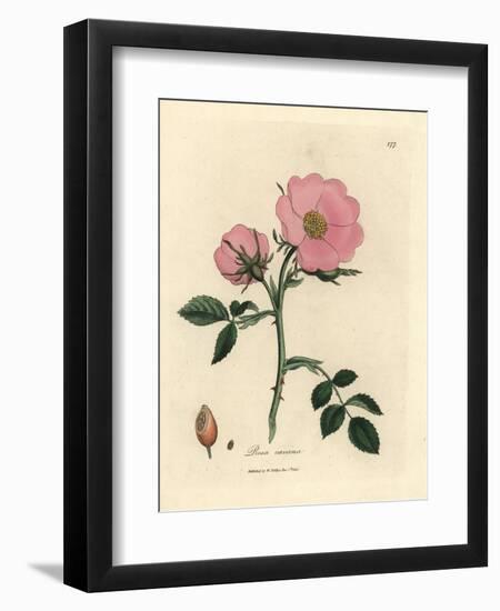 Pink Dog Rose with Rosehip, Rosa Canina-James Sowerby-Framed Giclee Print