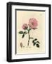 Pink Dog Rose with Rosehip, Rosa Canina-James Sowerby-Framed Giclee Print