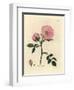 Pink Dog Rose with Rosehip, Rosa Canina-James Sowerby-Framed Giclee Print