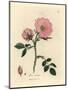 Pink Dog Rose with Rosehip, Rosa Canina-James Sowerby-Mounted Giclee Print