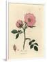 Pink Dog Rose with Rosehip, Rosa Canina-James Sowerby-Framed Giclee Print