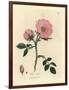 Pink Dog Rose with Rosehip, Rosa Canina-James Sowerby-Framed Giclee Print
