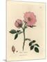 Pink Dog Rose with Rosehip, Rosa Canina-James Sowerby-Mounted Giclee Print