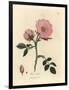 Pink Dog Rose with Rosehip, Rosa Canina-James Sowerby-Framed Giclee Print