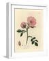 Pink Dog Rose with Rosehip, Rosa Canina-James Sowerby-Framed Giclee Print