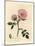 Pink Dog Rose with Rosehip, Rosa Canina-James Sowerby-Mounted Giclee Print