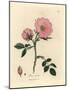 Pink Dog Rose with Rosehip, Rosa Canina-James Sowerby-Mounted Giclee Print