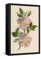 Pink Dog-Rose-F. Edward Hulme-Framed Stretched Canvas