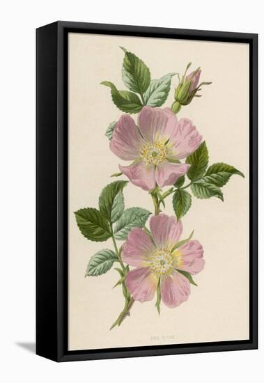 Pink Dog-Rose-F. Edward Hulme-Framed Stretched Canvas