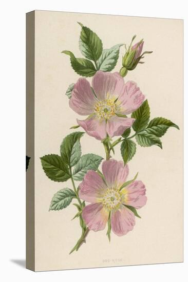 Pink Dog-Rose-F. Edward Hulme-Stretched Canvas