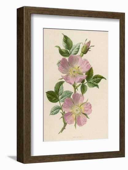 Pink Dog-Rose-F. Edward Hulme-Framed Photographic Print